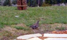 Moderate Blue Grouse Female