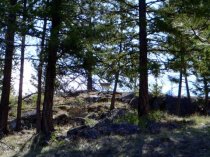 Immoderate White-tailed Deer