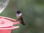 Black-chinned Hummingbird, adult&nbsp;male
