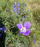 Mariposa lily with&nbsp;lupine