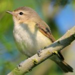 Warbling Vireo