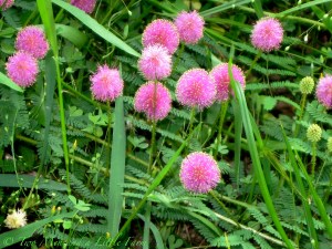 Horton's Who Flowers