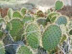 Cactus prickly pear