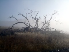 Medusa snag in light fog