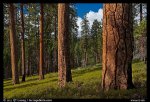 Ponderosa pine forest. Kings Canyon National Park, California,&nbsp;USA.