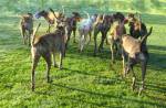 Greyhound pack