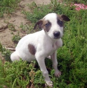 Our beautiful greyt puppy