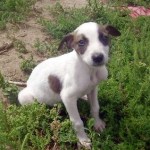 Our beautiful greyt&nbsp;puppy