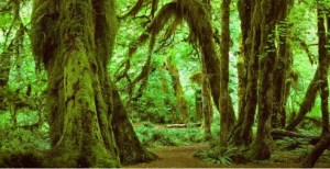 Olympic rainforest 2