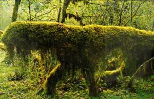 Olympic rainforest 3