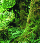 Olympic rainforest