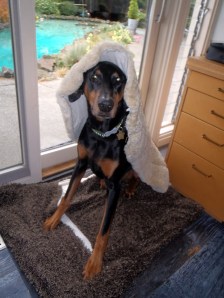 Doberman in sheep's clothing