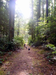 Gazzam Park with Pack