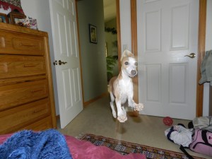 Airborne Italian greyhound