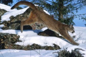 Mountain lion in snow