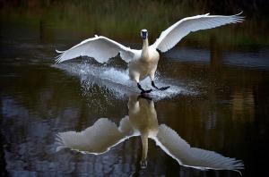 Trumpeter swan by Brian Stevens
