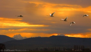 Trumpeter Swans fly through morning light streaming through clouds to silhouette Whitehorse mountain
