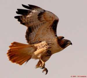 Hawk in flight