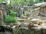 Baboon enclosure