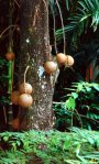 Cannonball fruit in the canopy of the Zoological&nbsp;Gardens
