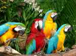 Jurong Bird Park