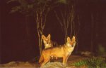 Nocturnal Indian wolf at Zoological Gardens in&nbsp;Singapore