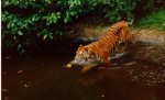Tiger by night