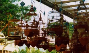 Why the caged bird sings