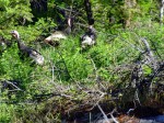 Flock of wild turkey&nbsp;toms