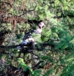 Perched tom