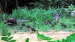 Turkey hens &&nbsp;brood