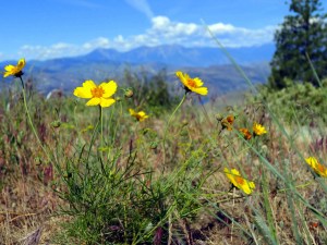 Wild sunflowers