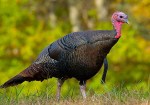 Wild turkey 2