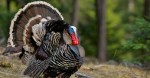 WIld turkey in full&nbsp;plumage