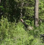 Wild turkey