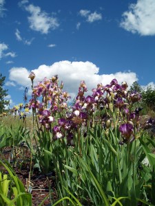 Iris glory