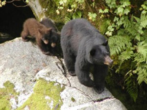 Black bear and cub