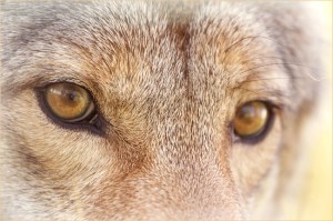 Coyote eyes