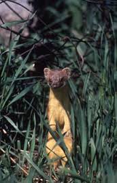 Weasel, eater of eggs