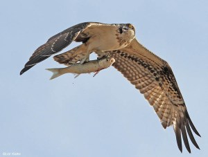 Osprey with fish