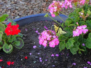 Viceroy butterfly meets geranium