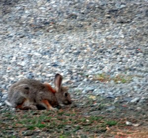 Bunny grazing on groundcover in our driveway