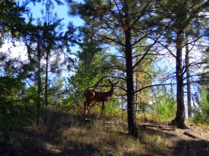 Doe through the trees
