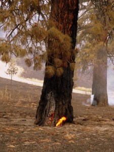 Pines burning from the inside out