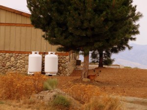 Stunned wildlife take refuge wherever they can