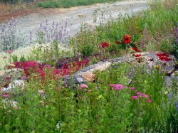 Achillea galore