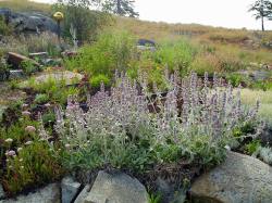 Stachys (Lamb's Ear)