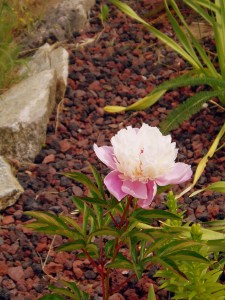 1st Peony grown from seed
