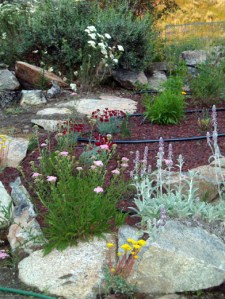 July's summer garden