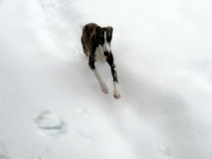 Snow hound